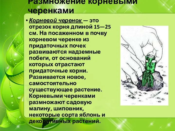 Размножение корневыми черенками Корневой черенок — это отрезок корня длиной 15—25