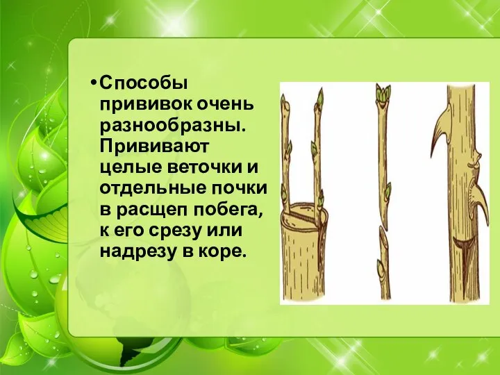 Способы прививок очень разнообразны. Прививают целые веточки и отдельные почки в