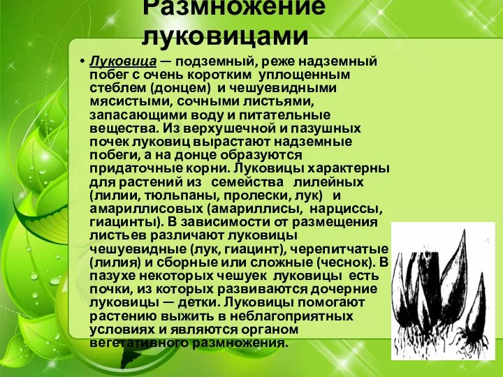 Размножение луковицами Луковица — подземный, реже надземный побег с очень коротким