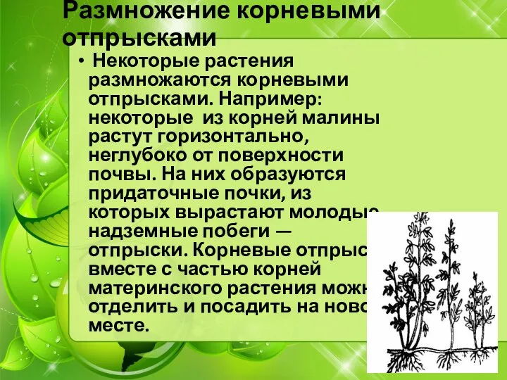 Размножение корневыми отпрысками Некоторые растения размножаются корневыми отпрысками. Например: некоторые из