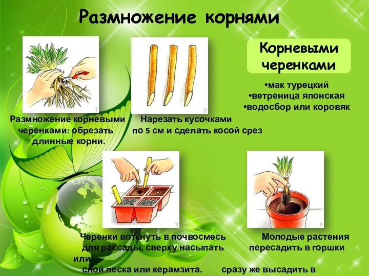 Размножение корнями Корневыми черенками Размножение корневыми Нарезать кусочками черенками: обрезать по