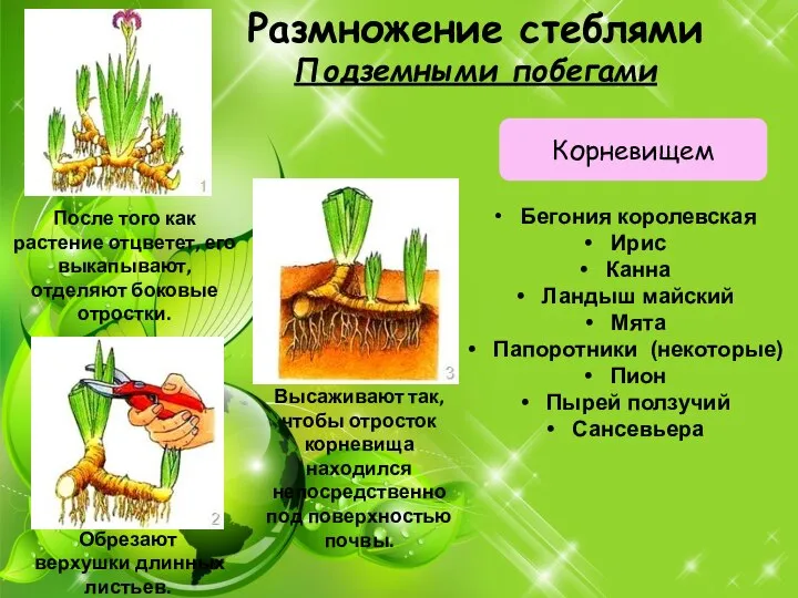 Размножение стеблями Подземными побегами Корневищем После того как растение отцветет, его