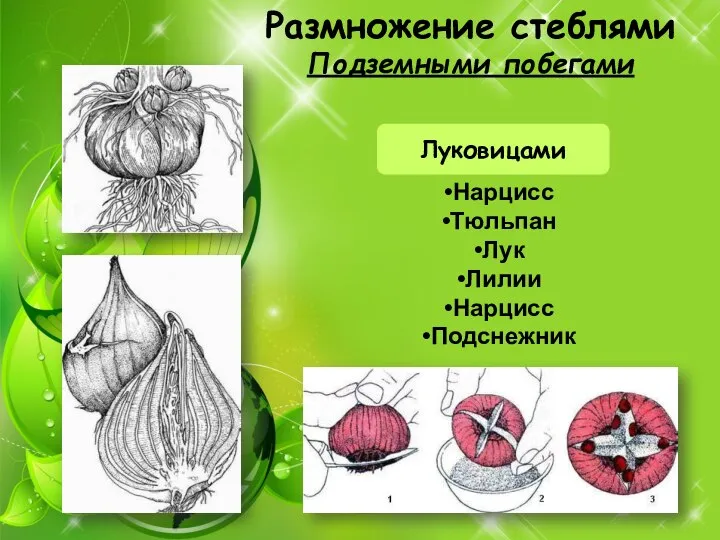 Размножение стеблями Подземными побегами Луковицами Нарцисс Тюльпан Лук Лилии Нарцисс Подснежник