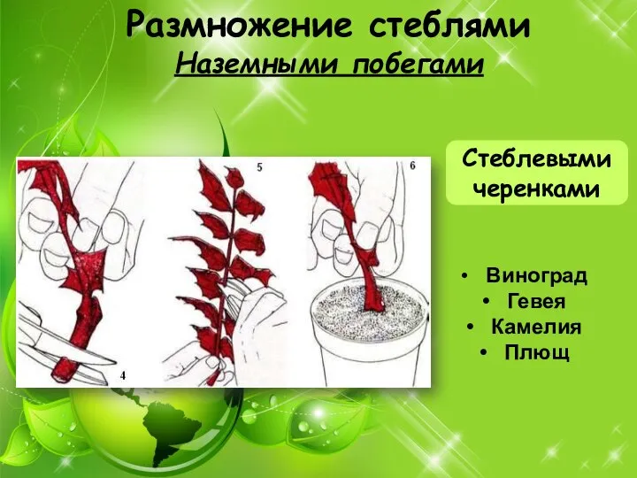 Размножение стеблями Наземными побегами Стеблевыми черенками Виноград Гевея Камелия Плющ