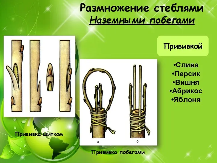 Размножение стеблями Наземными побегами Прививкой Прививка щитком Прививка побегами Слива Персик Вишня Абрикос Яблоня