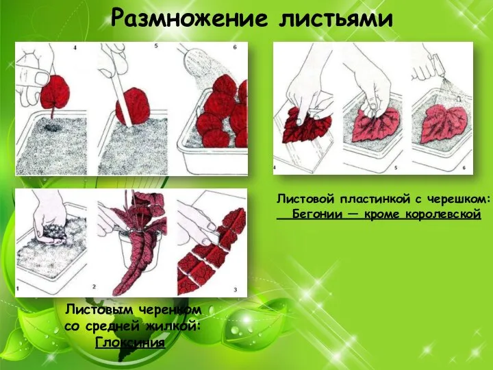 Размножение листьями Листовой пластинкой с черешком: Бегонии — кроме королевской Листовым черенком со средней жилкой: Глоксиния