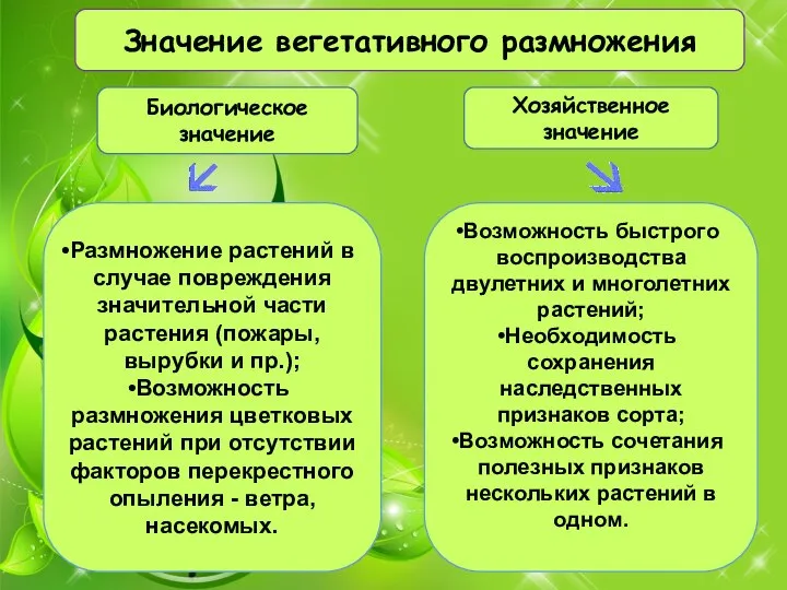 Значение вегетативного размножения Биологическое значение Хозяйственное значение Размножение растений в случае