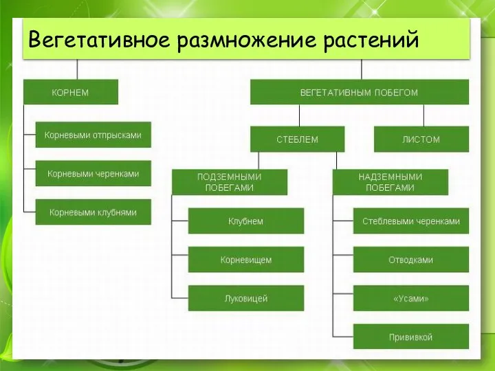 Вегетативное размножение растений