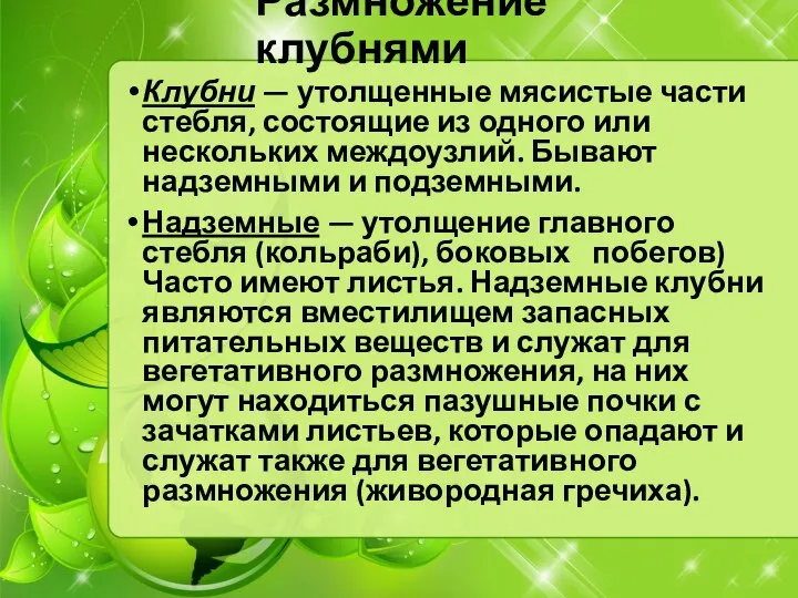 Размножение клубнями Клубни — утолщенные мясистые части стебля, состоящие из одного