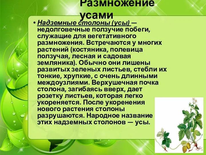 Размножение усами Надземные столоны (усы) — недолговечные ползучие побеги, служащие для