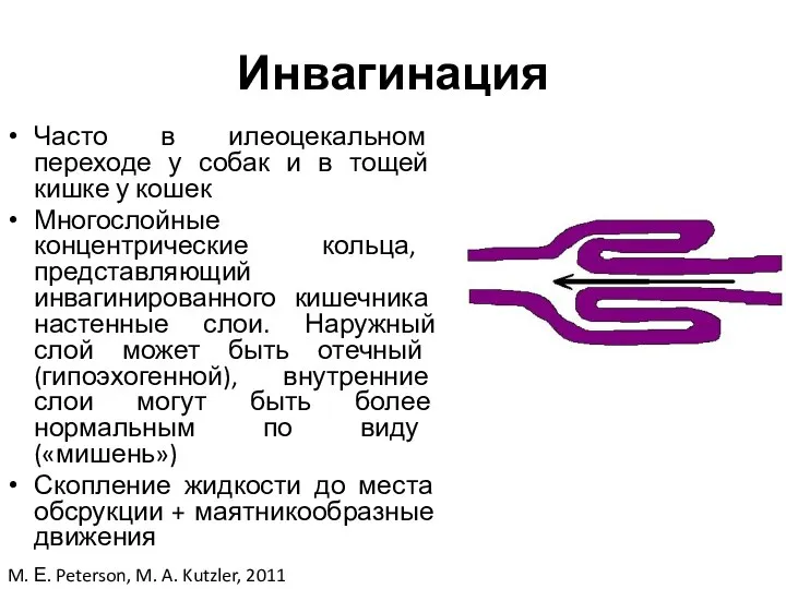 Инвагинация Часто в илеоцекальном переходе у собак и в тощей кишке