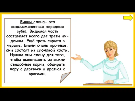 Бивни слона- это видоизмененные передние зубы. Видимая часть составляет всего две