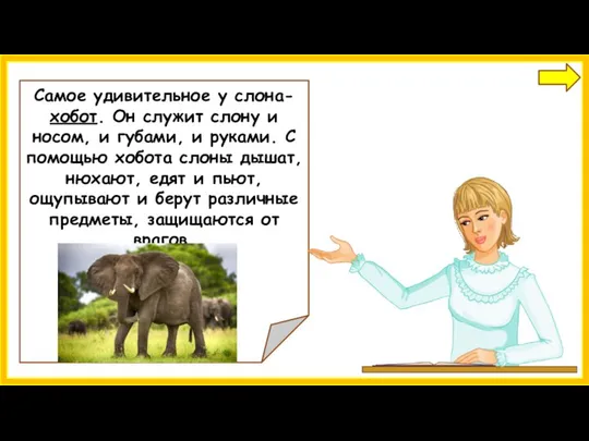 Самое удивительное у слона-хобот. Он служит слону и носом, и губами,