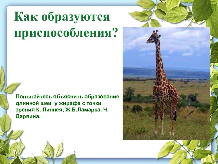 Как образуются приспособления? Попытайтесь объяснить образование длинной шеи у жирафа с