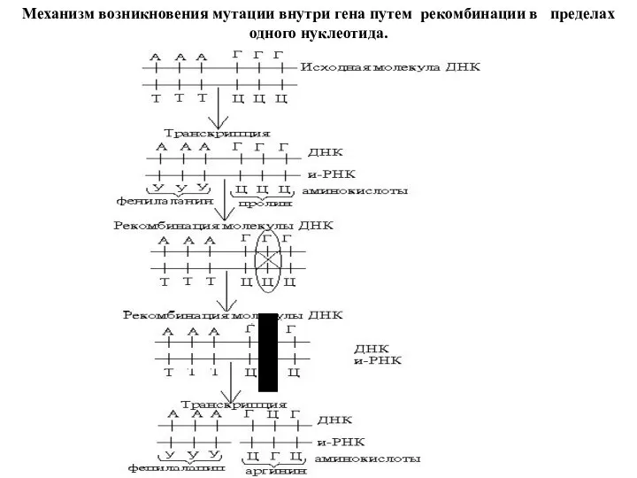 Механизм возникновения мутации внутри гена путем рекомбинации в пределах одного нуклеотида.