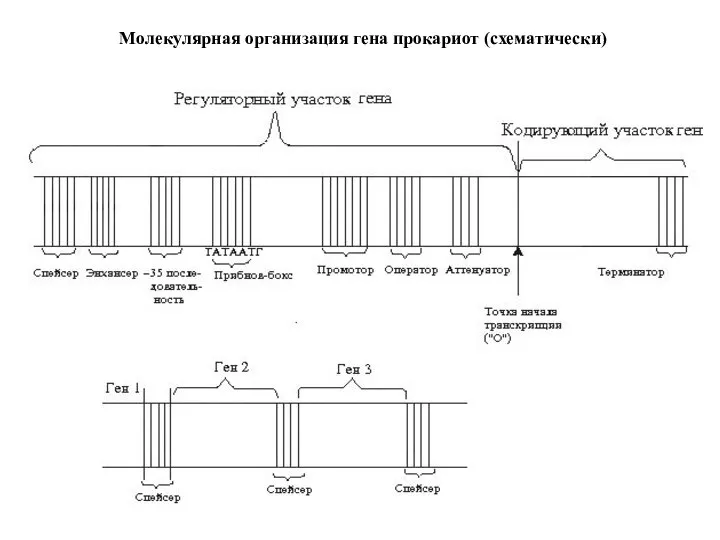 Молекулярная организация гена прокариот (схематически)