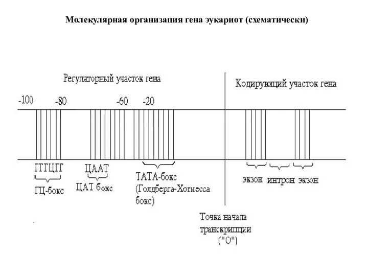 Молекулярная организация гена эукариот (схематически)