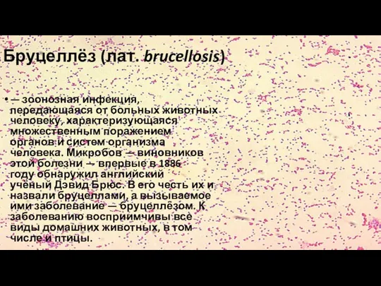 Бруцеллёз (лат. brucellosis) — зоонозная инфекция, передающаяся от больных животных человеку,