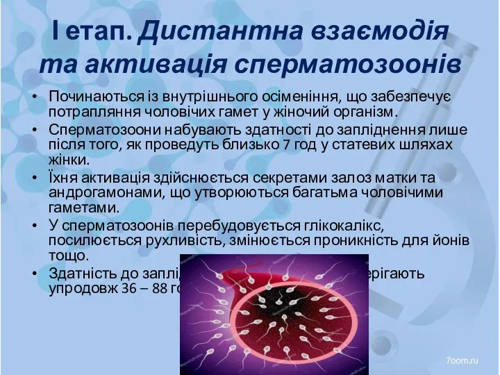 І етап. Дистантна взаємодія та активація сперматозоонів Починаються із внутрішнього осіменіння,