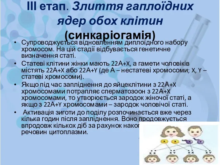 ІІІ етап. Злиття гаплоїдних ядер обох клітин (синкаріогамія) Супроводжується відновленням диплоїдного