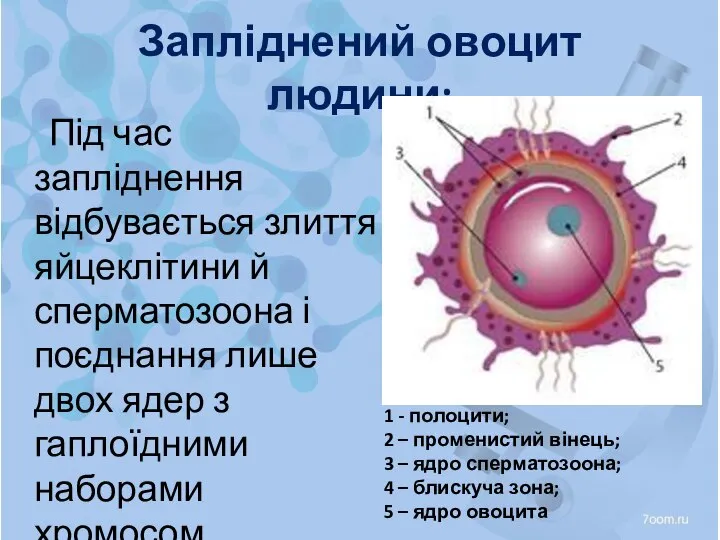 Запліднений овоцит людини: Під час запліднення відбувається злиття яйцеклітини й сперматозоона