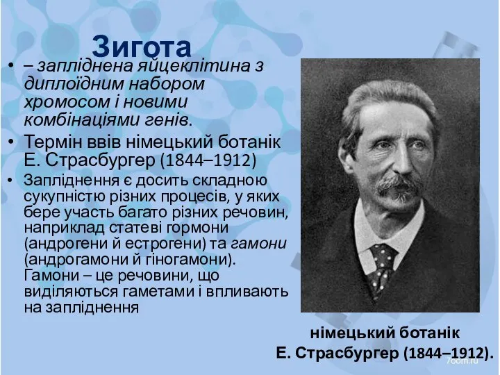 Зигота – запліднена яйцеклітина з диплоїдним набором хромосом і новими комбінаціями