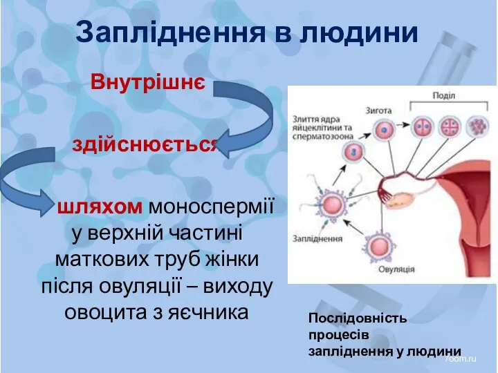 Запліднення в людини Внутрішнє здійснюється шляхом моноспермії у верхній частині маткових