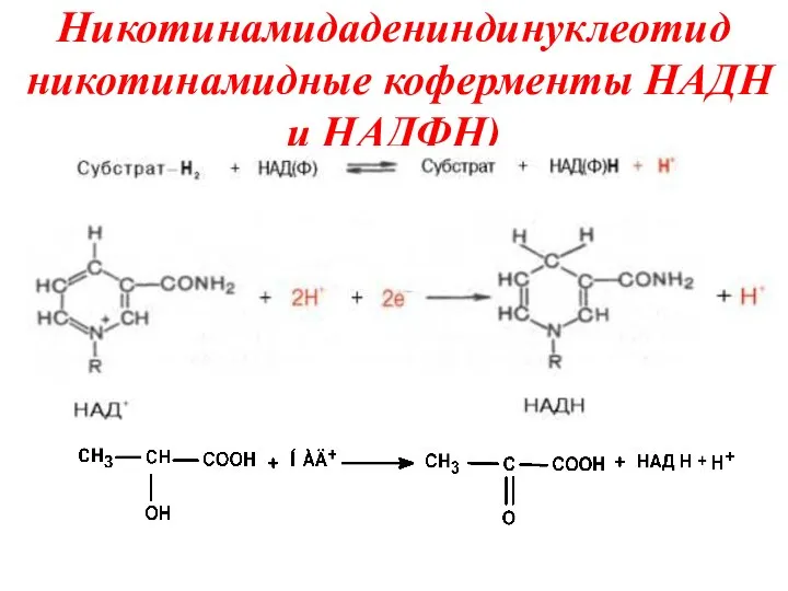 Никотинамидадениндинуклеотид никотинамидные коферменты НАДН и НАДФН)