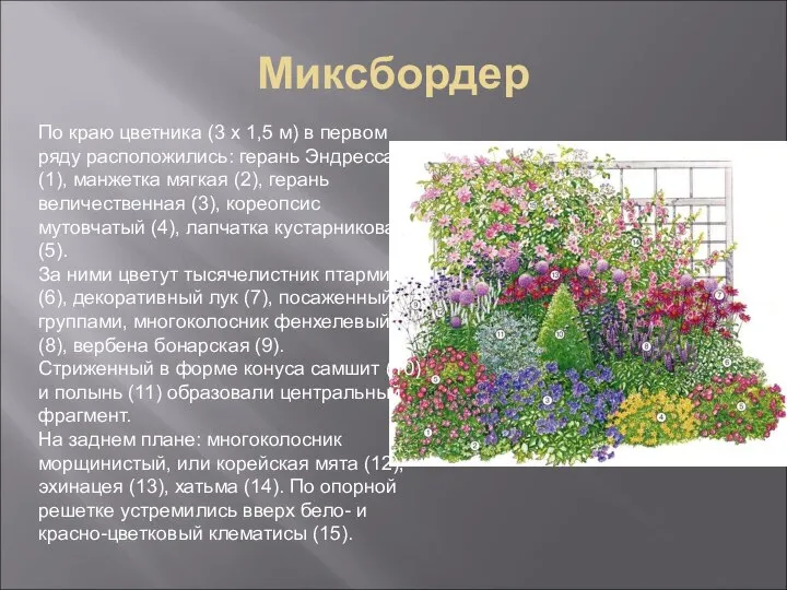 Миксбордер По краю цветника (3 х 1,5 м) в первом ряду