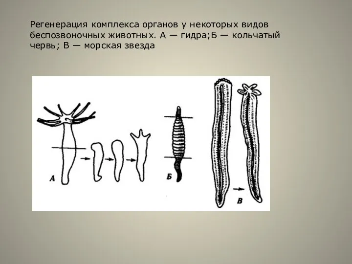 Регенерация комплекса органов у некоторых видов беспозвоночных животных. А — гидра;Б