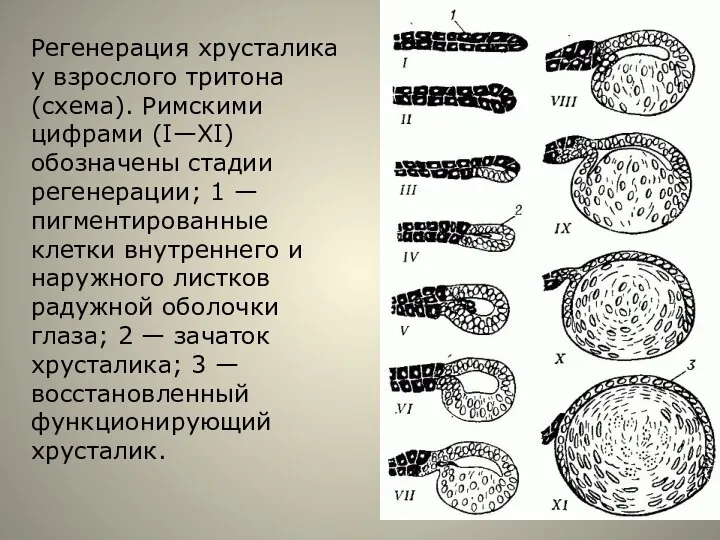 Регенерация хрусталика у взрослого тритона (схема). Римскими цифрами (I—XI) обозначены стадии