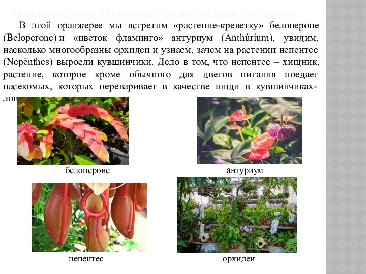 ДЕКОРАТИВНЫЕ ТРАВЯНИСТЫЕ РАСТЕНИЯ ТРОПИКОВ В этой оранжерее мы встретим «растение-креветку» белопероне