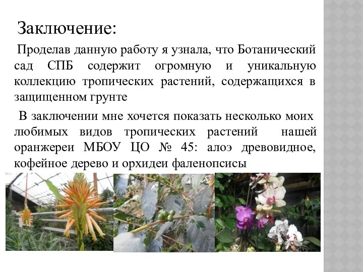 Заключение: Проделав данную работу я узнала, что Ботанический сад СПБ содержит