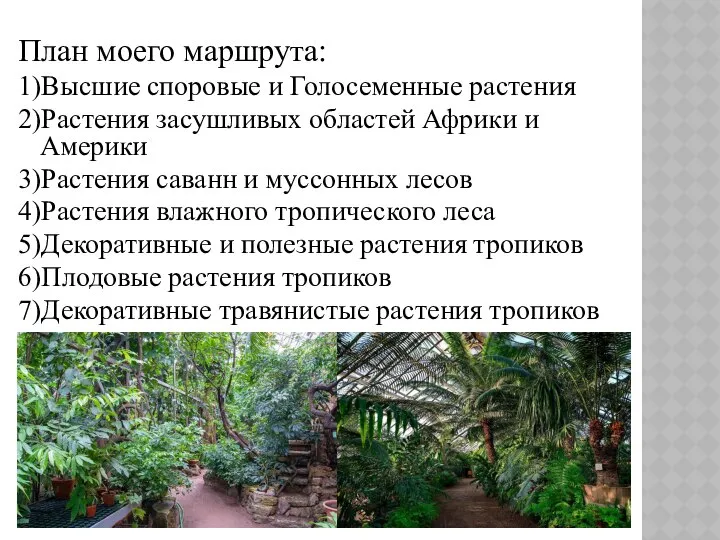 План моего маршрута: 1)Высшие споровые и Голосеменные растения 2)Растения засушливых областей