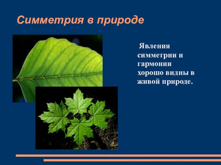 Симметрия в природе Явления симметрии и гармонии хорошо видны в живой природе.