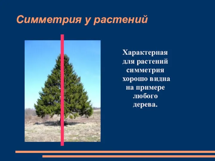 Симметрия у растений Характерная для растений симметрия хорошо видна на примере любого дерева.