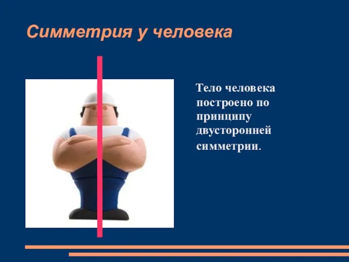 Симметрия у человека Тело человека построено по принципу двусторонней симметрии.
