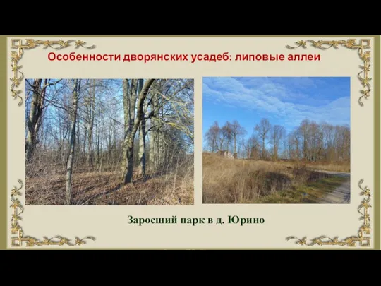 Особенности дворянских усадеб: липовые аллеи Заросший парк в д. Юрино