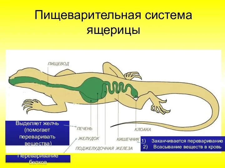 Пищеварительная система ящерицы Переваривание белков Заканчивается переваривание Всасывание веществ в кровь Выделяет желчь (помогает переваривать вещества)