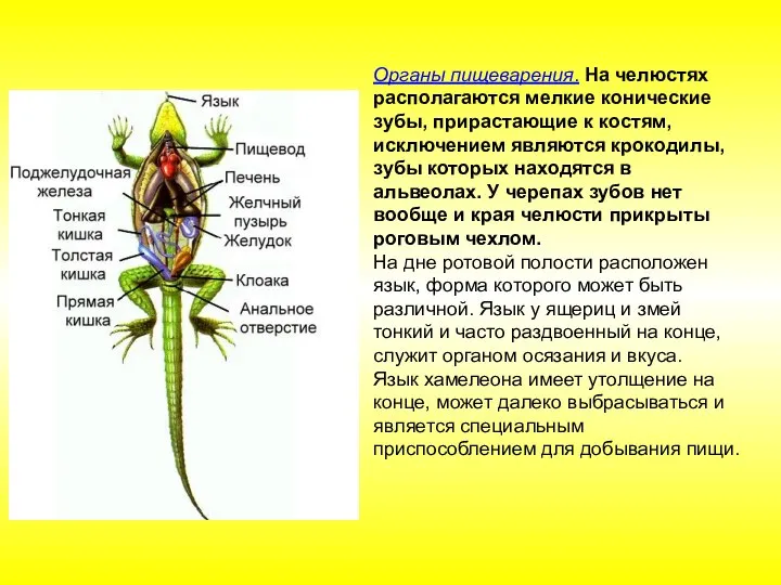 Органы пищеварения. На челюстях располагаются мелкие конические зубы, прирастающие к костям,