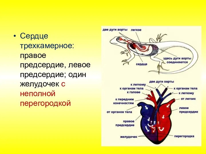 Сердце трехкамерное: правое предсердие, левое предсердие; один желудочек с неполной перегородкой