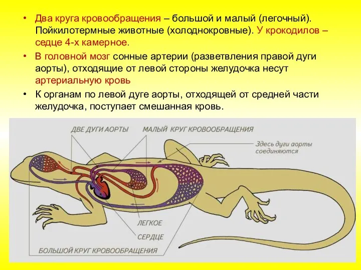 Два круга кровообращения – большой и малый (легочный). Пойкилотермные животные (холоднокровные).