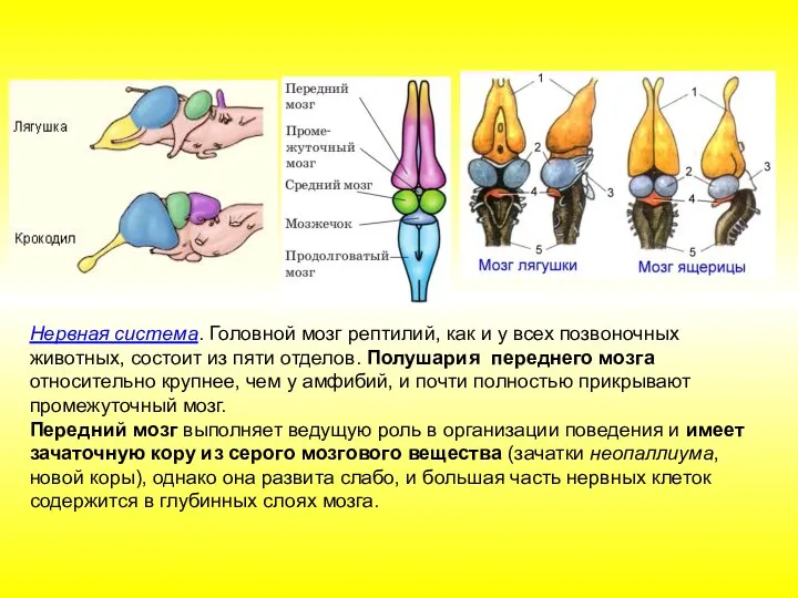 Нервная система. Головной мозг рептилий, как и у всех позвоночных животных,