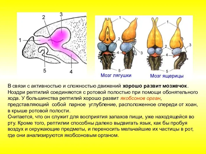 В связи с активностью и сложностью движений хорошо развит мозжечок. Ноздри