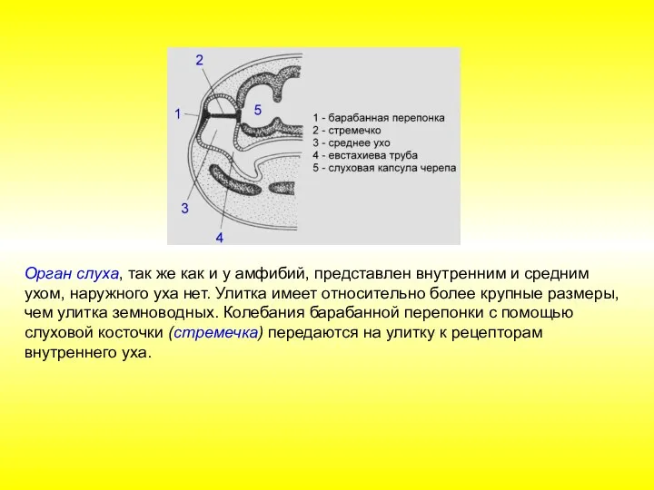 Орган слуха, так же как и у амфибий, представлен внутренним и