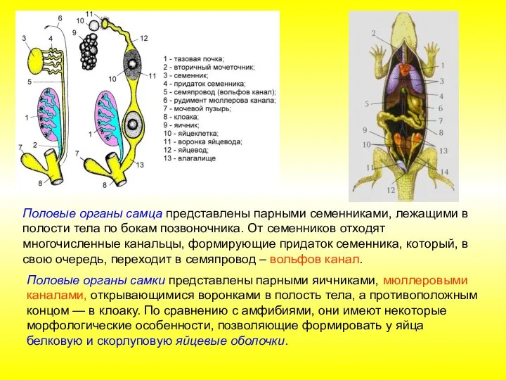 Половые органы самца представлены парными семенниками, лежащими в полости тела по