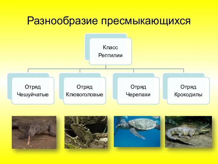 Разнообразие пресмыкающихся