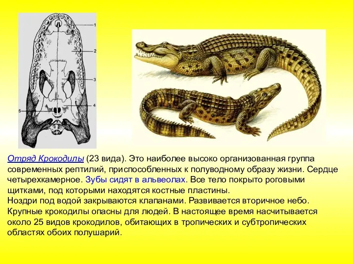 Отряд Крокодилы (23 вида). Это наиболее высоко организованная группа современных рептилий,