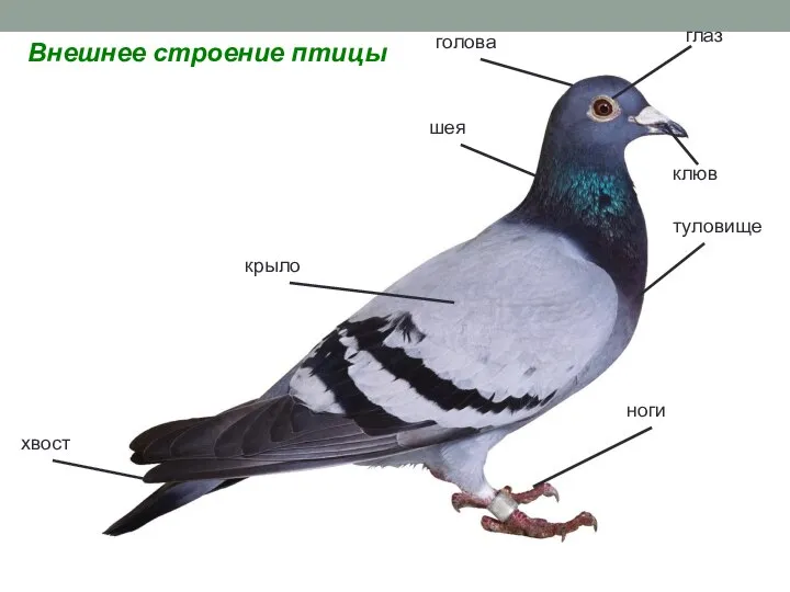 голова глаз шея клюв туловище крыло хвост ноги Внешнее строение птицы
