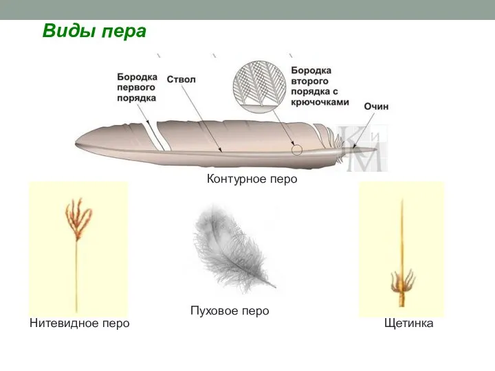 Контурное перо Пуховое перо Нитевидное перо Щетинка Виды пера